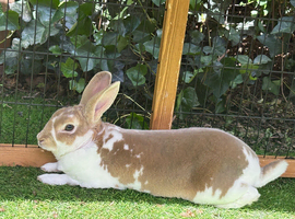 WANTING a mini Rex doe