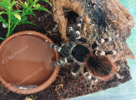 For sale mix