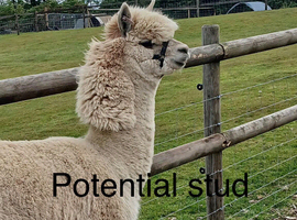 Male alpacas