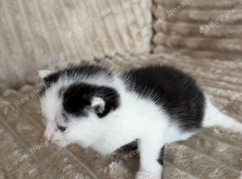 4. a kitten