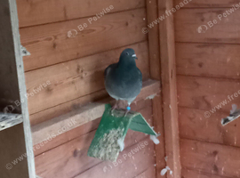 Pigeons for sale