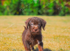 Miniature Patterpoo&rsquo;s