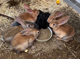 Rex Standard Rabbits, Bunnies, Kits