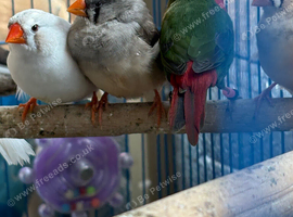 Kakarikis finches gouldians alexanderine others