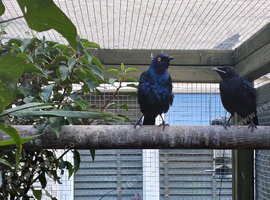 purple glossy starlings