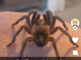 Gold/Green Phormictopus SP