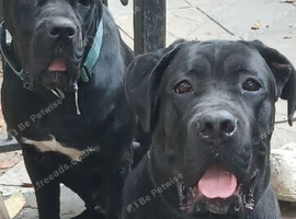 Strajano Cane Corso lines 9month old boy