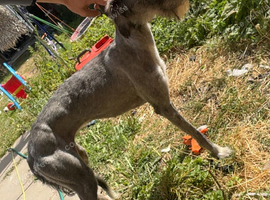 Beddy saluki cross lurcher