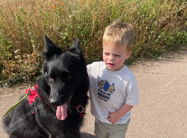 BEAR Male Black GSD **STUD ONLY ** Stoke-on-Trent **