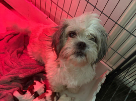 4 Shih Tzu puppies