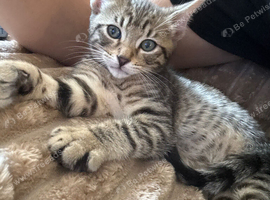 Kitten (male)
