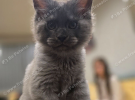 Purebred Maine Coon Kittens with Pedigree