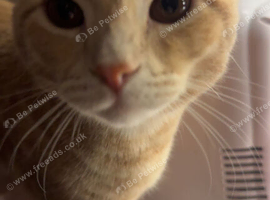 Ginger British short hair