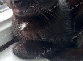 Black  British Short haired Cat