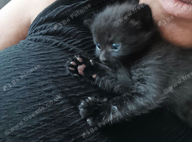 Beautiful kittens looking for forever home