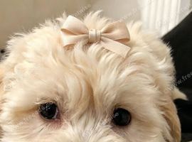 Goldendoodle x girl
