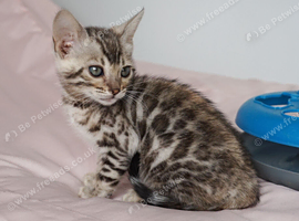 2 Gorgeous Bengal Kittens