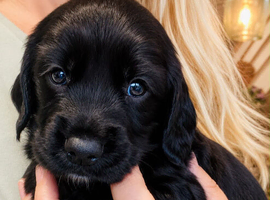 Beautiful working Sprocker puppies