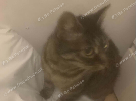 Female 3 years old