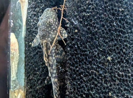 Albino and Chocolate Bristle nose Plecos