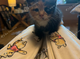 Kittens female and male 30&pound;