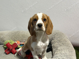 Tan & White Male Beagle, Extensively DNA Tested Clear