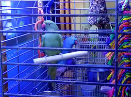 2 Indian ring neck parrots green parrot 2yrs 2 months & blue parrot 20 months old