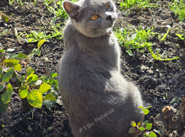 Bsh cat for sale