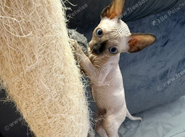 Sphynx  Canadian kittens 3 makes ready ti leave now