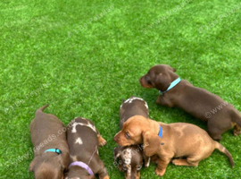 Miniature dachshund