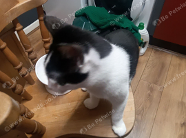 One year old black and white boy cat