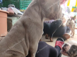 New English Bulldogs puppies