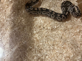 Needs new home