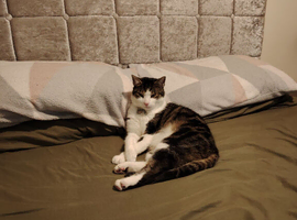 Male cat