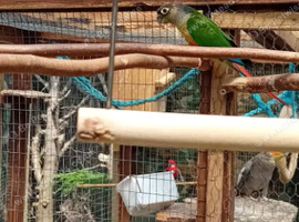 4 Green Cheek conure