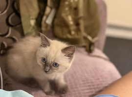 Bluepoint Ragdoll female