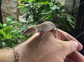 Orange Stripe Gargoyle Geckos
