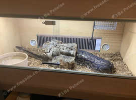 Royal Python (cinnamon) With Tank/Viv