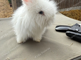 Angora bunnies