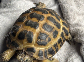 Male tortoise