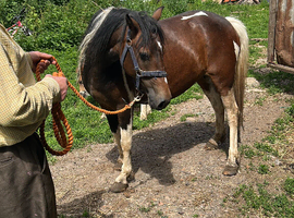 Mare and filly foal for sale