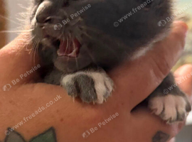 2 beautiful grey kittens