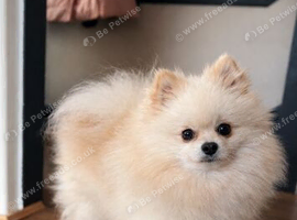 Proven Pomeranian Stud | Imported from Poland