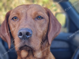 Dark fox red labradooles