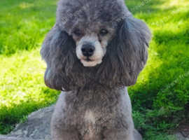 Toy Poodle  Silver Stud KC Reg'd