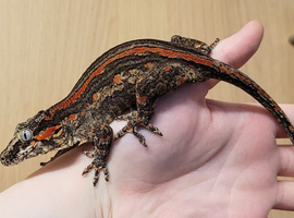 3 year old female gargoyle gecko [ON HOLD]