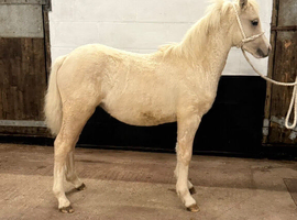 Palomino welsh a colt