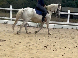 Beautiful 13.1hh grey gelding 14yrs