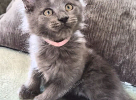 Maine coon pedigree kittens