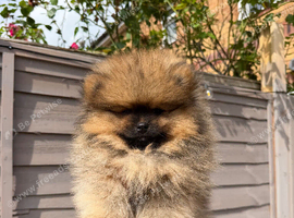 READY TO GO POM PUPPIES